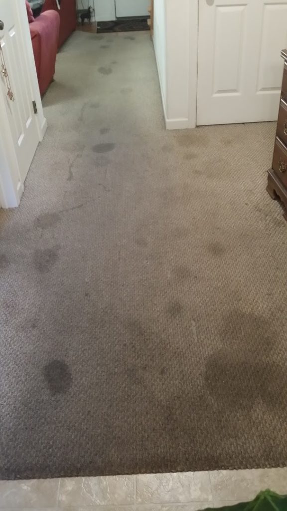 Carpet Cleaners in Lancaster: All In One Cleaning Service.LLC