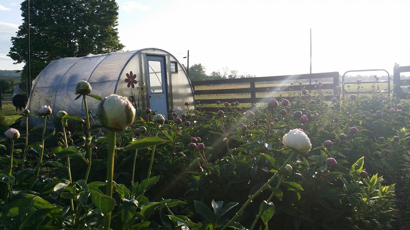 Florists in Narvon: A Peony Garden