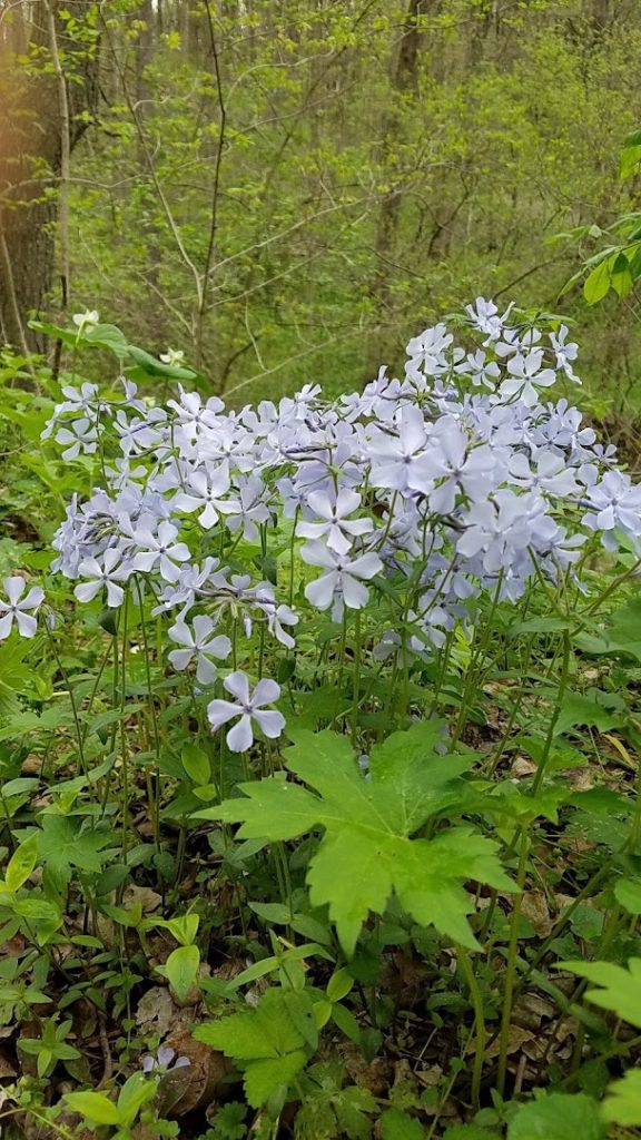 Shenks Ferry Wildflower Preserve: Conestoga Nature Preserves