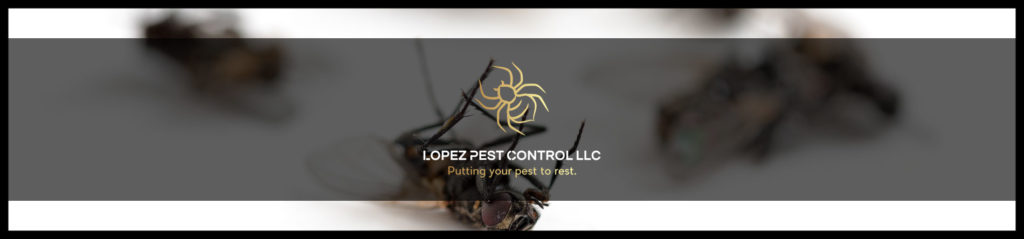 Pest Control Services in Elizabethtown: Lopez Pest Control