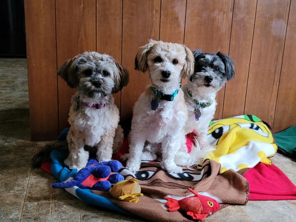 Pet Groomers in Lancaster: A Pooch Parlor