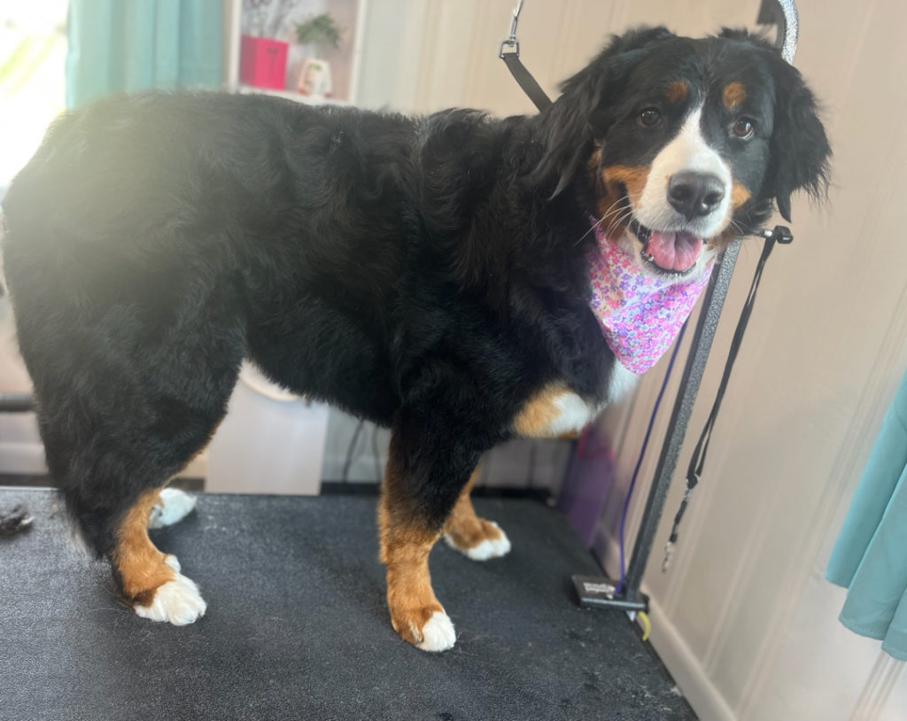 Pet Groomers in Willow Street: Elite Canine Spa