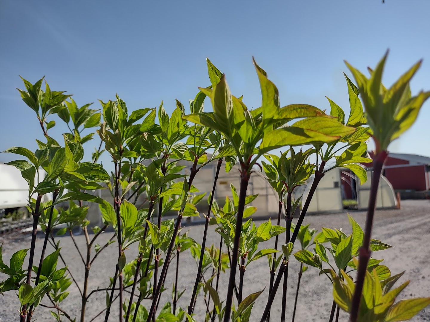 Plants in Kirkwood: Octoraro Native Plant Nursery