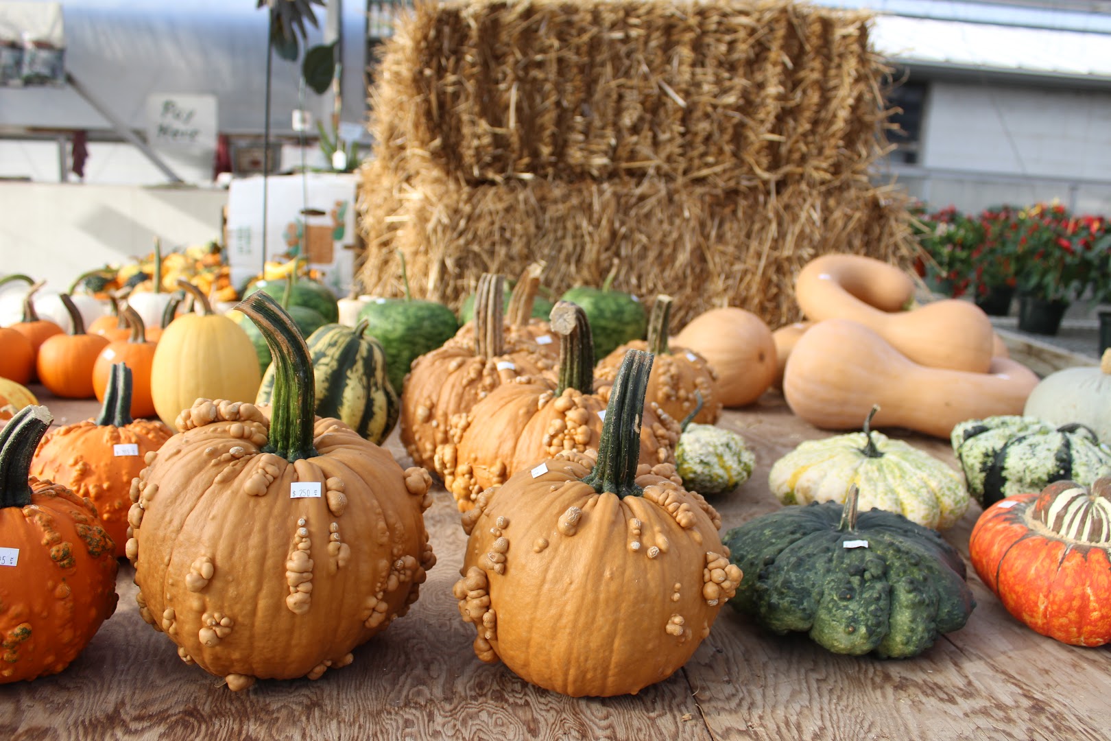 Plants in Lancaster: Conestoga Valley Greenhouse