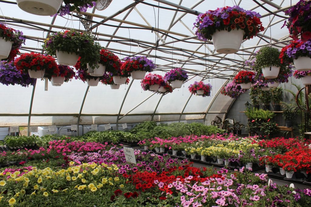 Plants in Leola: Hoover's Greenhouse