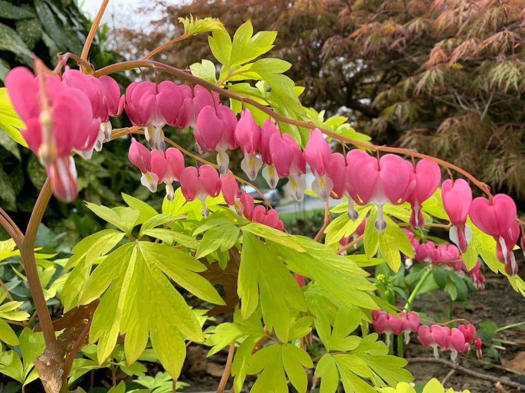 Plants in Leola: Horseshoe Nursery