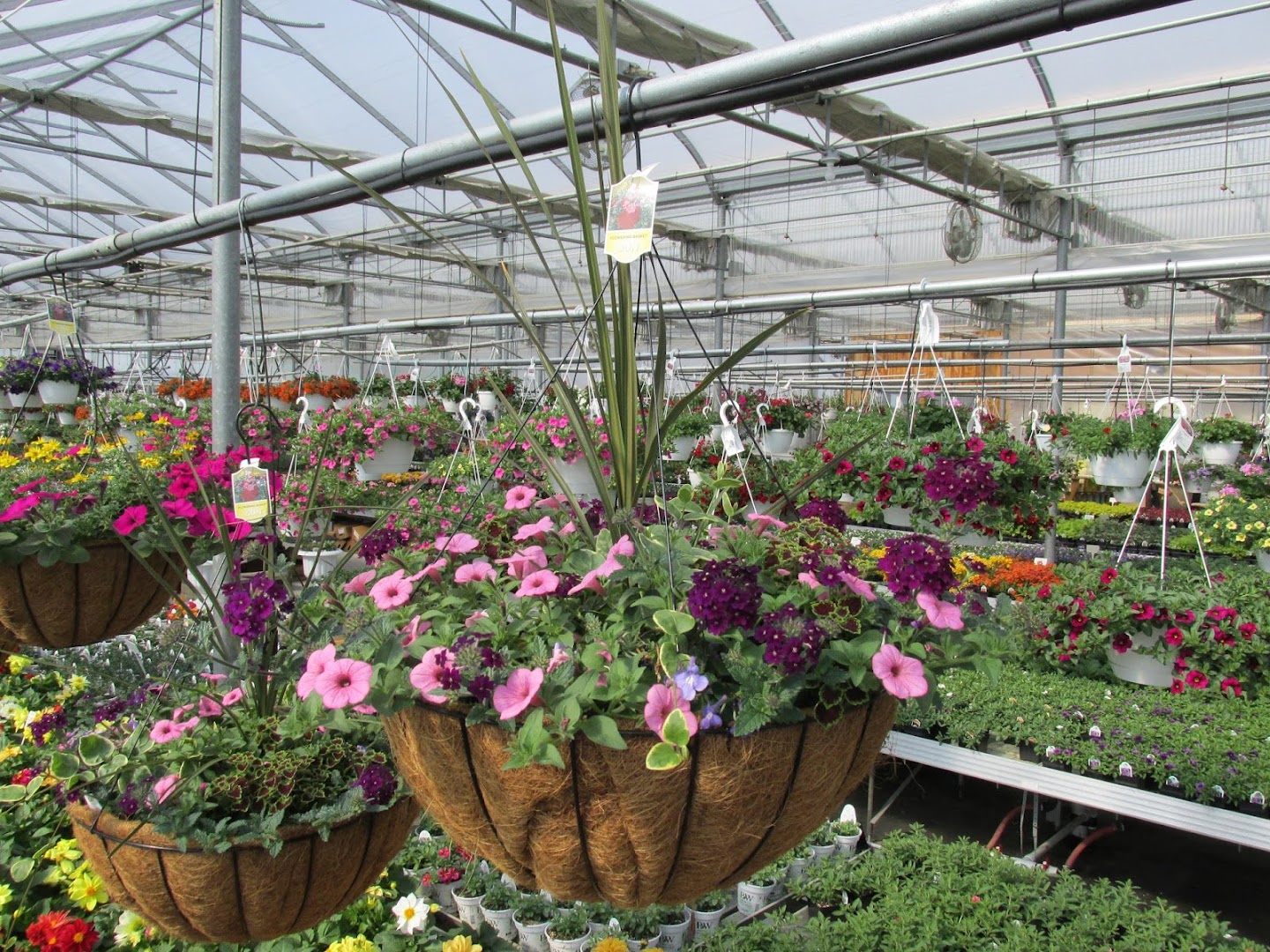 Plants in Lititz: Wenger's Greenhouse