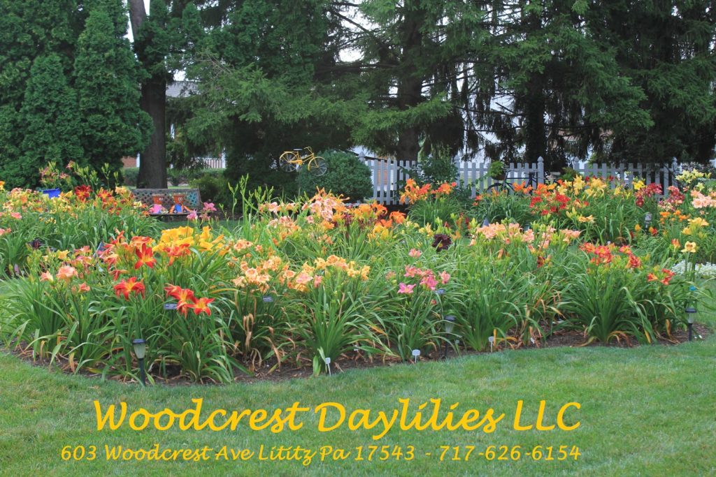 Plants in Lititz: Woodcrest Daylilies LLC