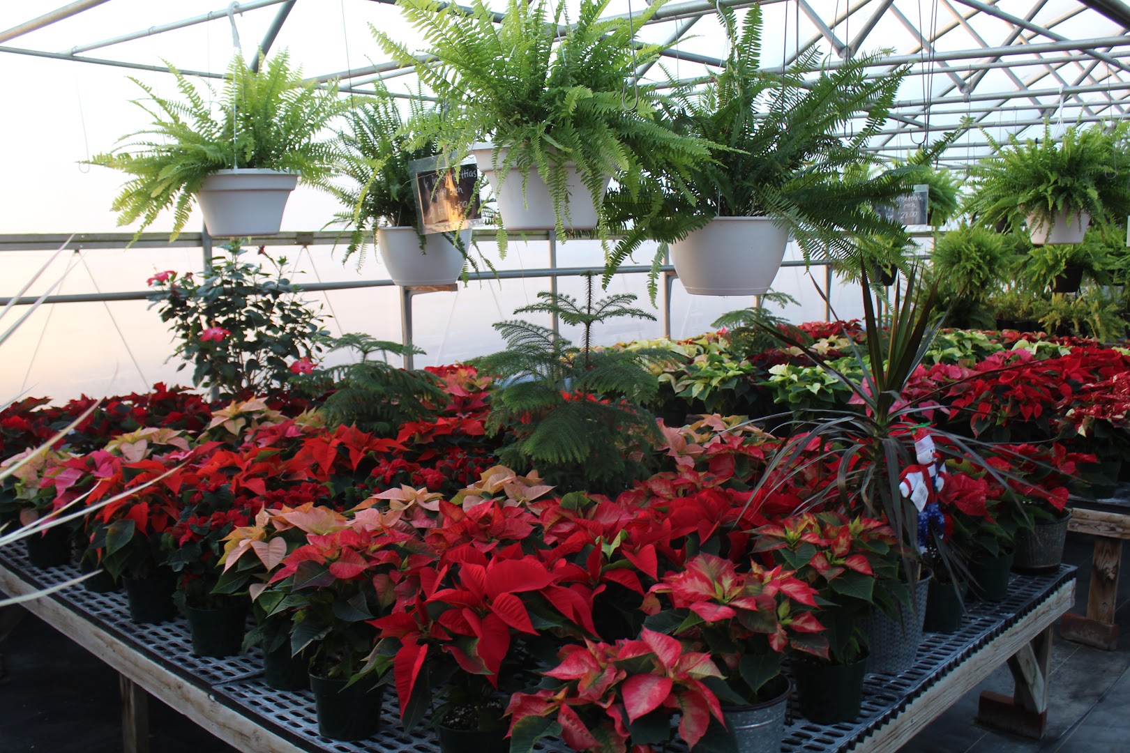 Plants in Marietta: Maytown Gardens (FKA: Creekside Greenhouse)