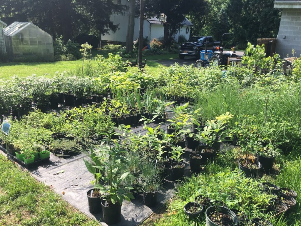 Plants in Millersville: Rock Hill Nursery