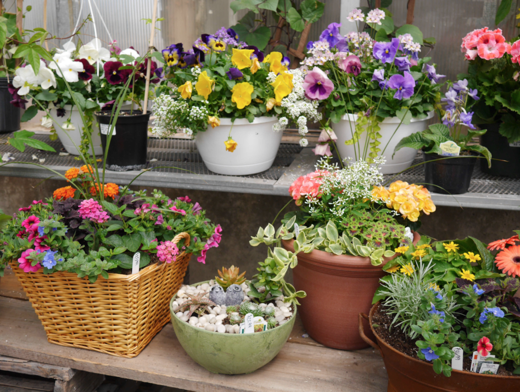 Plants in New Holland: Boulder Ridge Greenhouse