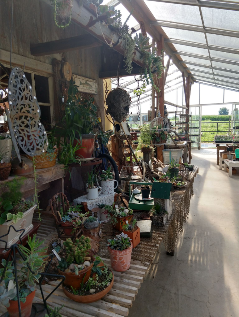 Plants in New Holland: Country Lane Succulent Plants