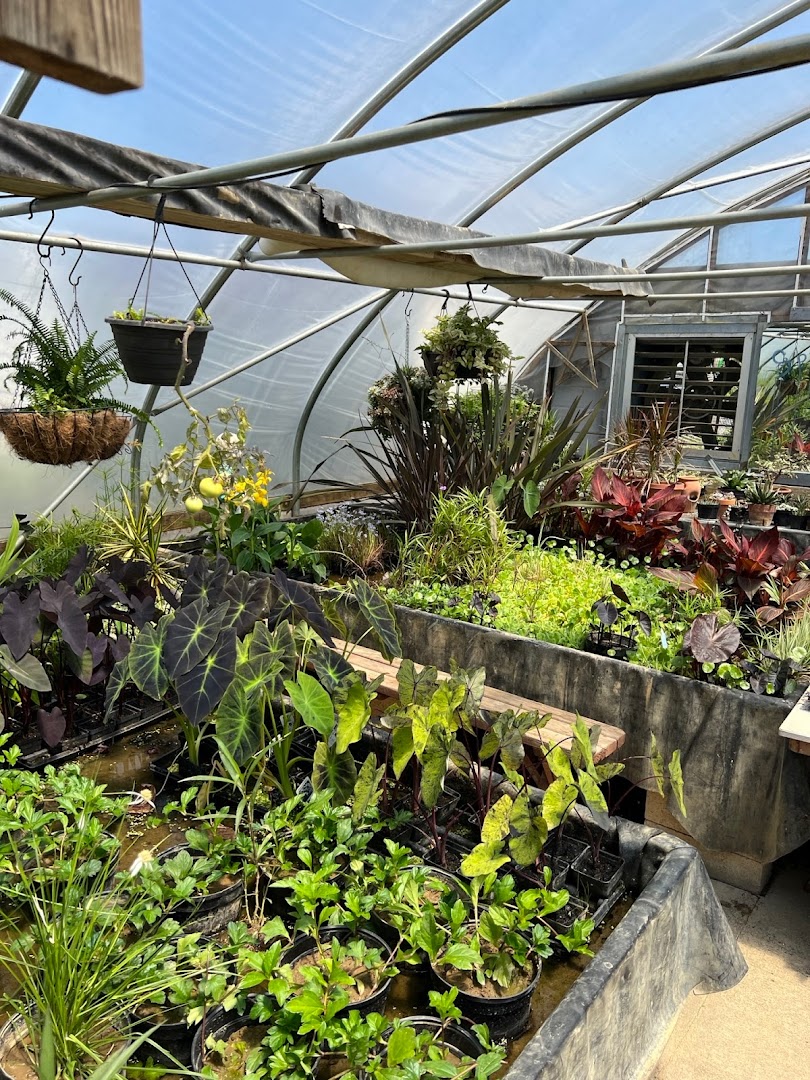 Plants in New Holland: Countryside Garden Aquatics