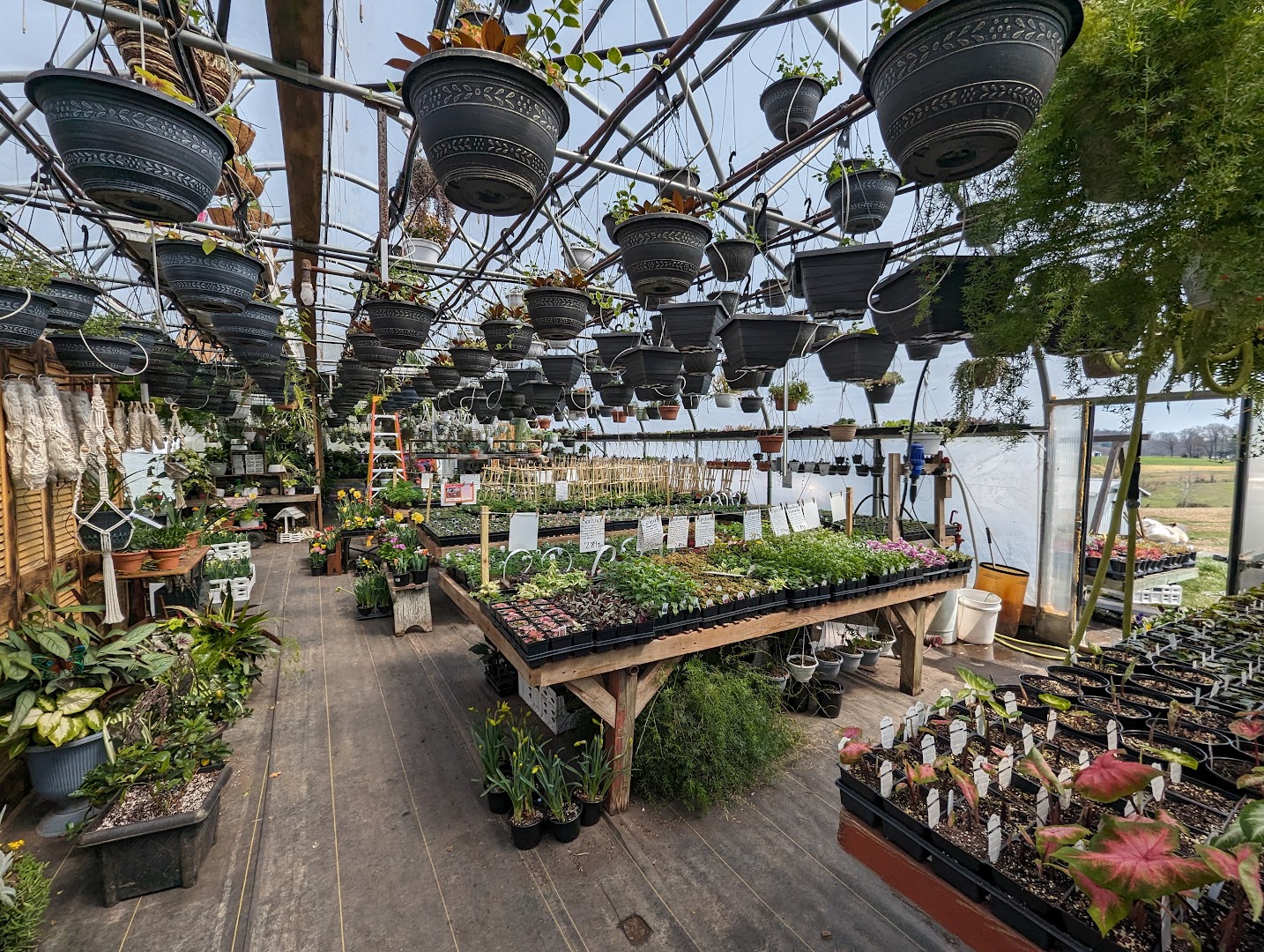 Plants in Peach Bottom: Rustic Hollow Greenhouse