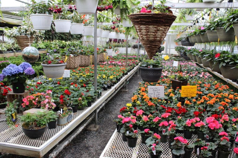 Plants in Ronks: Peach Lane Greenhouse