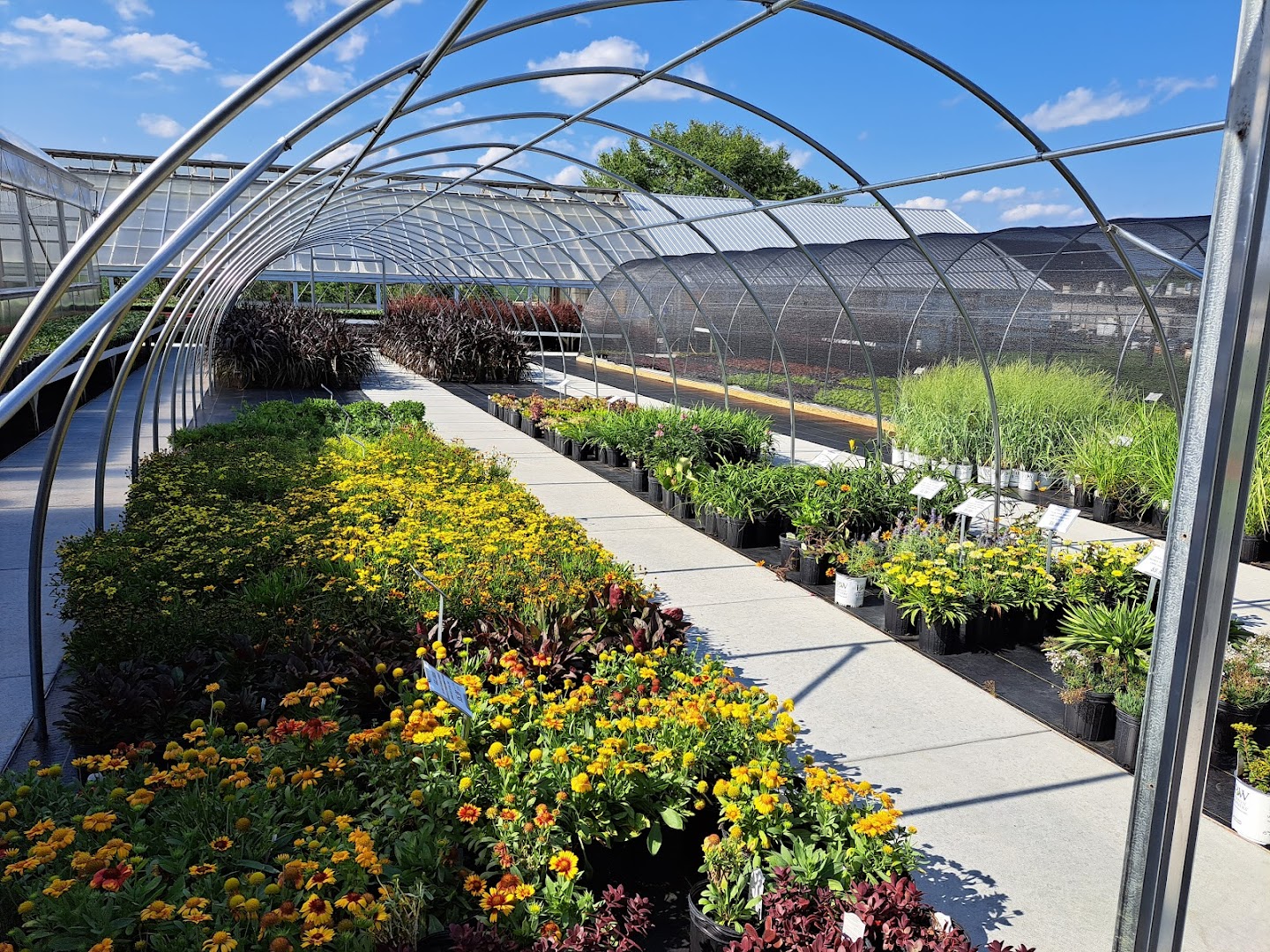 Plants in Strasburg: Fisher's Greenhouse