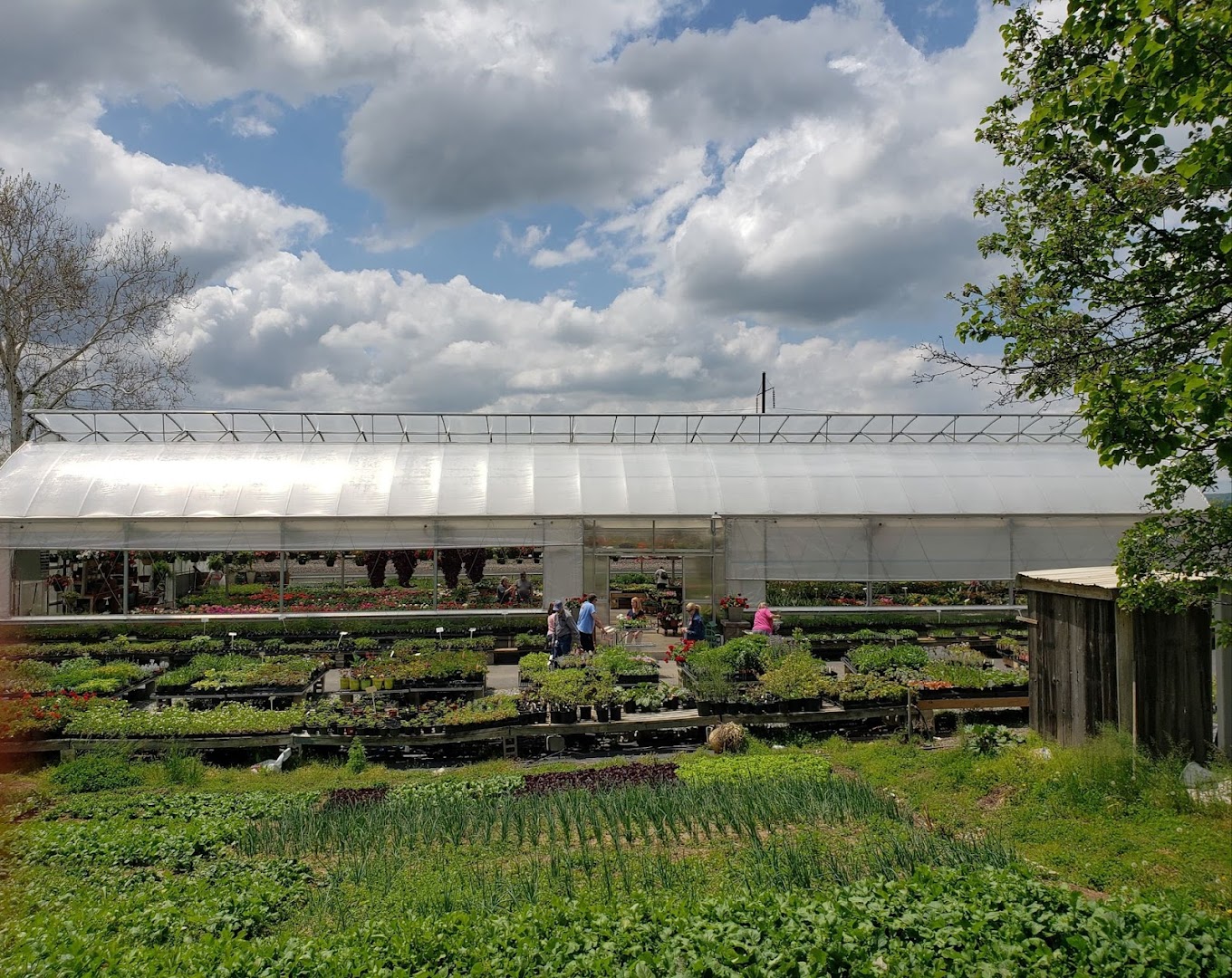 Plants in Washington Boro: Funk's Riverview Greenhouses