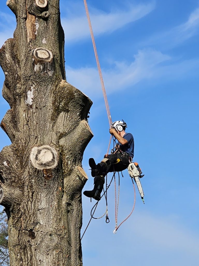 Tree Services in Christiana: Belle Ridge Tree Service LTD