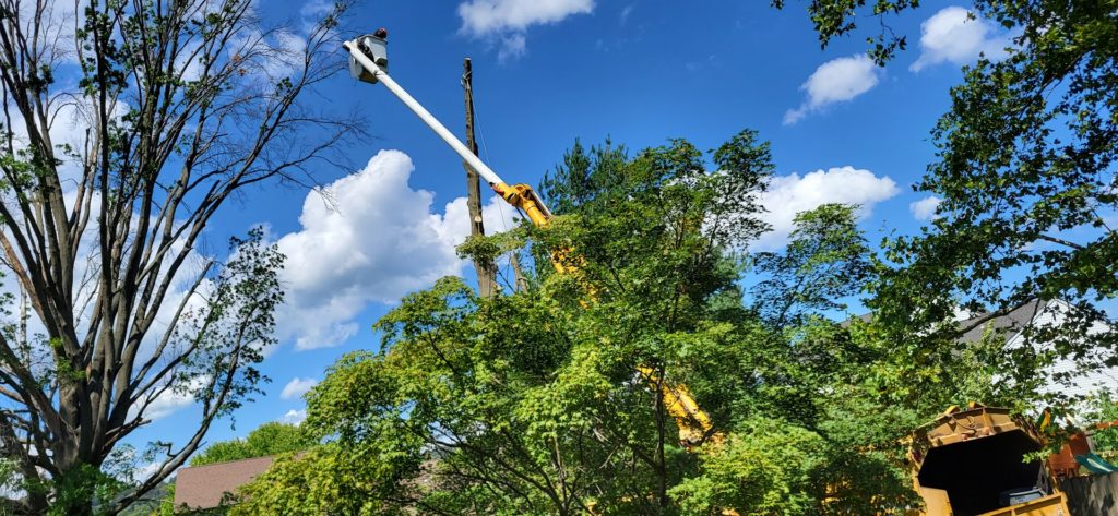 Tree Services in Columbia: A&J tree service