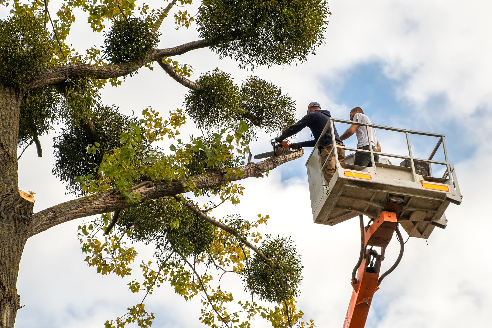 Tree Services in Columbia: Doug's Tree Service