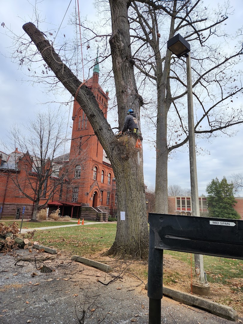 Tree Services in Ephrata: Parkway Tree