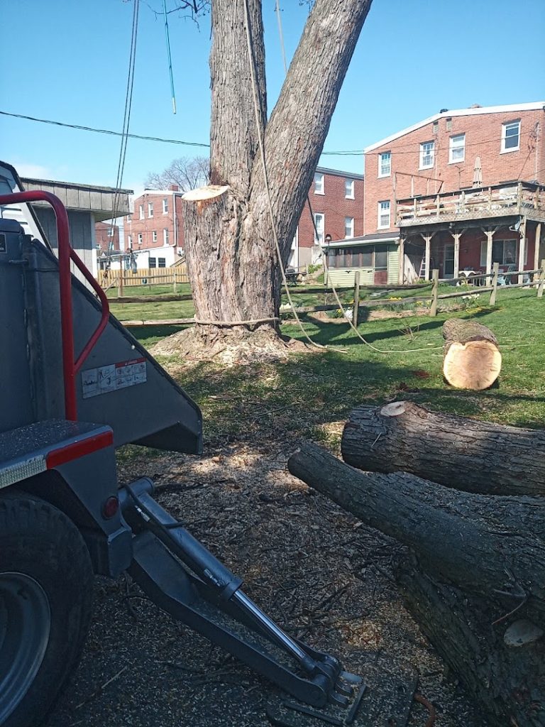 Tree Services in Ephrata: Zook's Tree Services