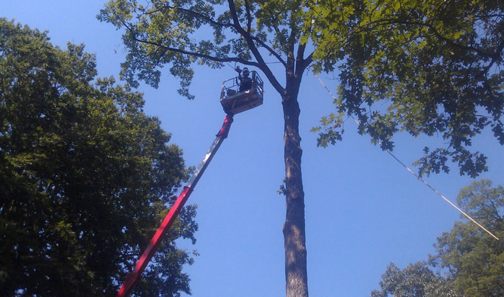 Tree Services in Gordonville: Sunny Slope Tree Service