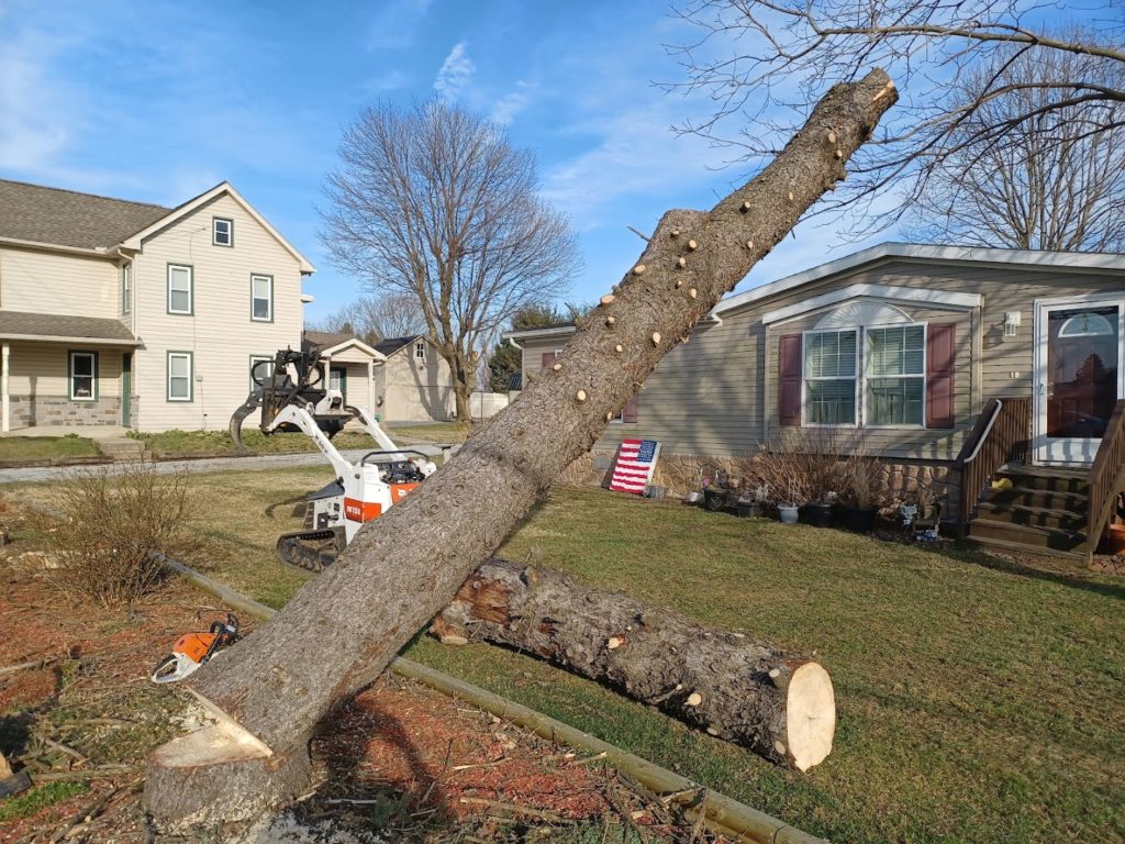 Tree Services in Lancaster: Cocalico Tree Service
