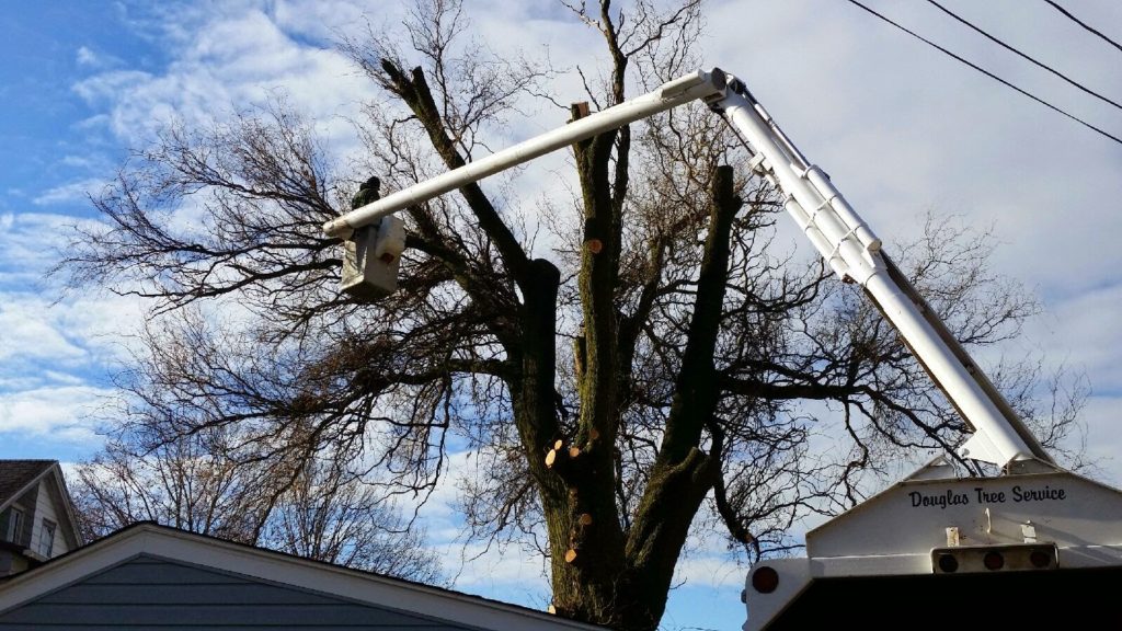 Tree Services in Lancaster: Douglas Tree & Property Service