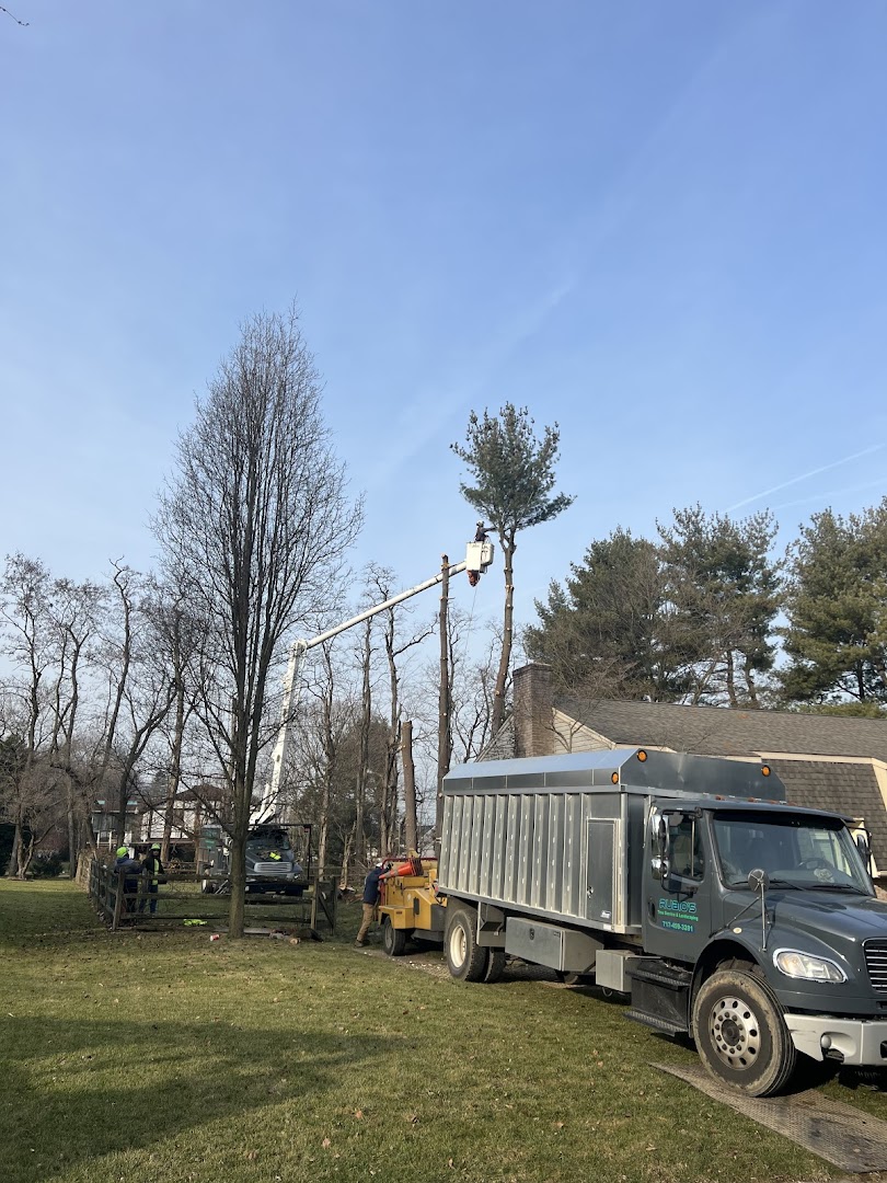 Tree Services in Lancaster: Rubio's Tree Services & Landscaping