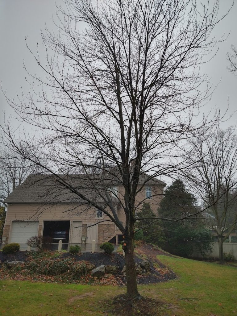Tree Services in Lancaster: Thunder Creek Tree and Property