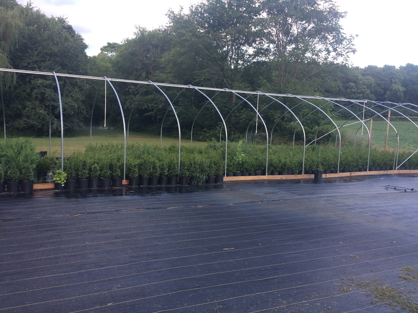 Wholesale Plant Nurseries in New Providence: Sunrise Tree Farm LLC