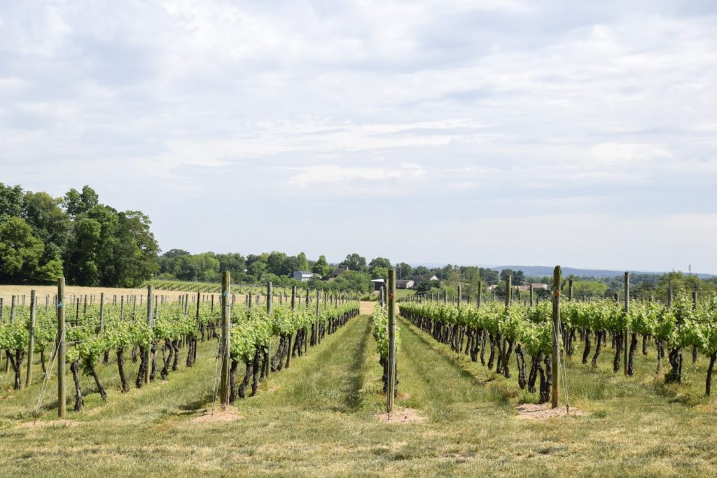 Wineries in Manheim: Waltz Vineyards Estate Winery