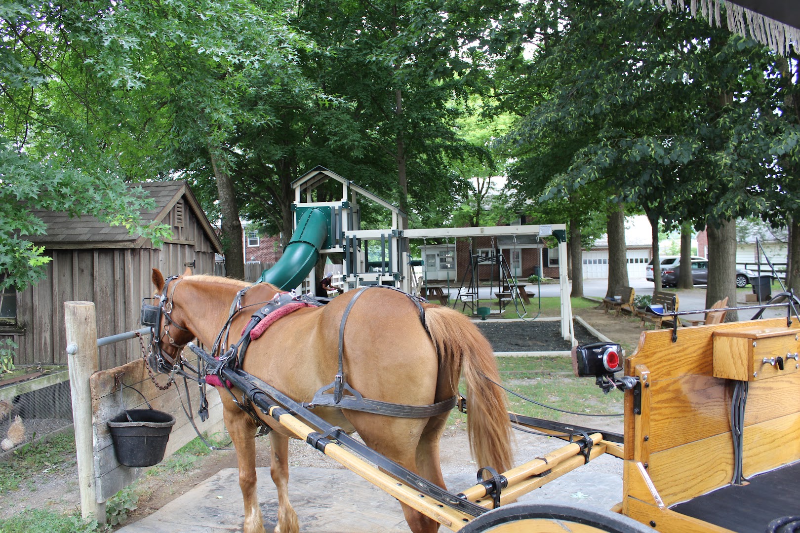 Abe's Buggy Rides: Bird in Hand Carriage Ride Services