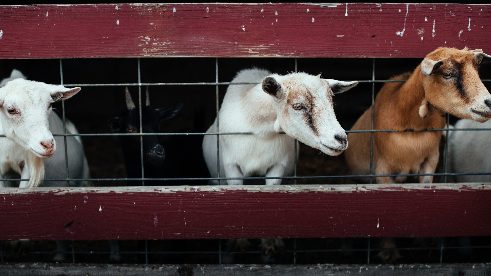 Country Log House Farm: Mount Joy Guest Houses