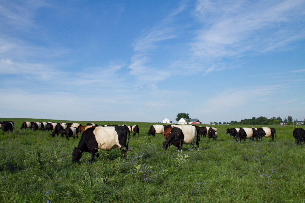 Dutch Meadows Farm LLC: Paradise Butcher Shops