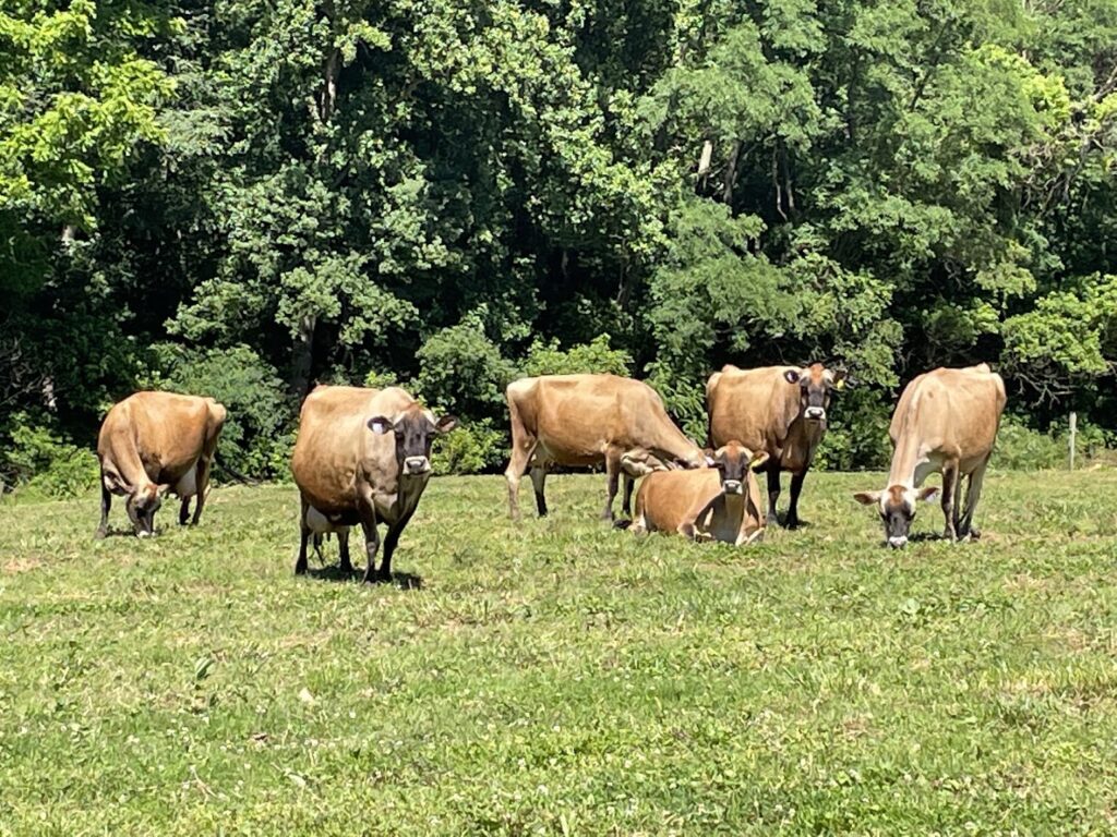 Cedar Valley Farm: Peach Bottom Cheese Shops