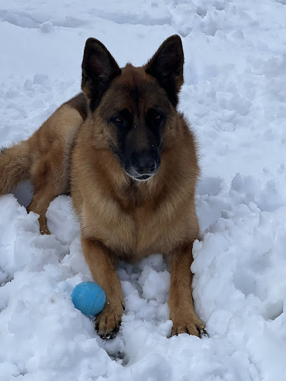 Kalm k9 of Lititz: Lititz Dog Trainers