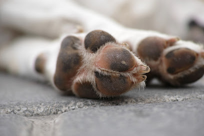 Kaye Ames People Training For Dogs: Lancaster Dog Trainers