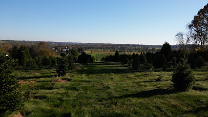 Miller's Christmas Tree Farm - Elizabethtown: Elizabethtown Christmas Tree Farms