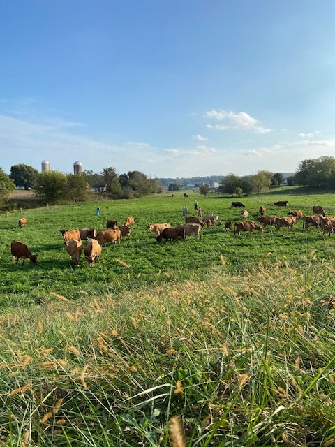 Simply Grassfed: Paradise Butcher Shops