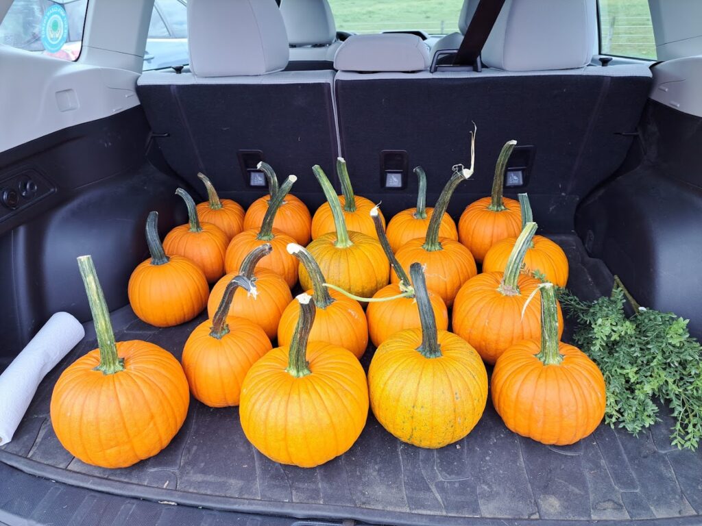 The Pumpkin Patch: Ronks Farms