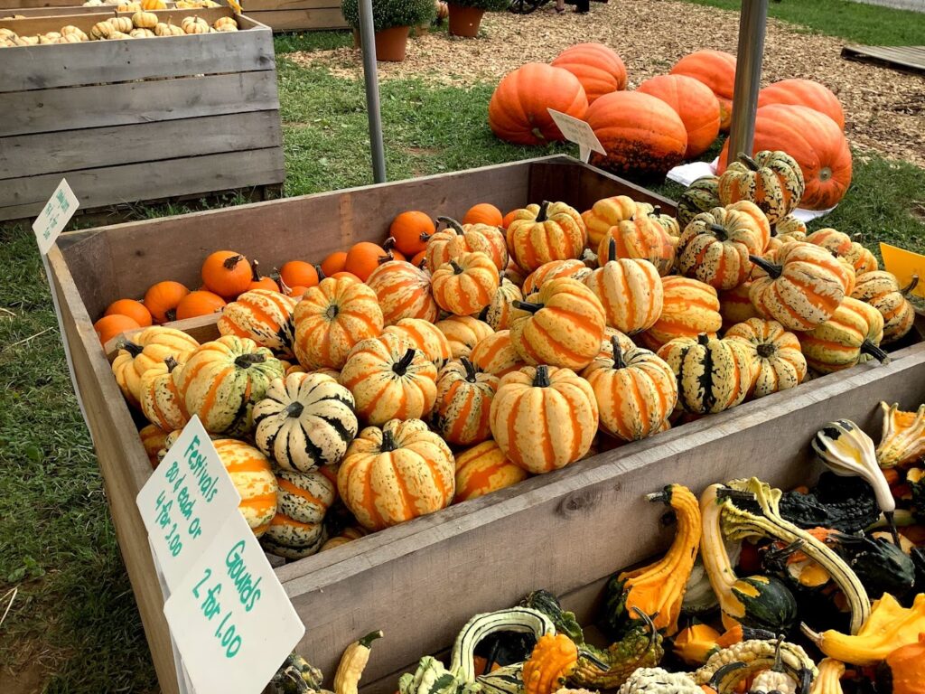 The Pumpkin Patch: Ronks Pumpkin Patches