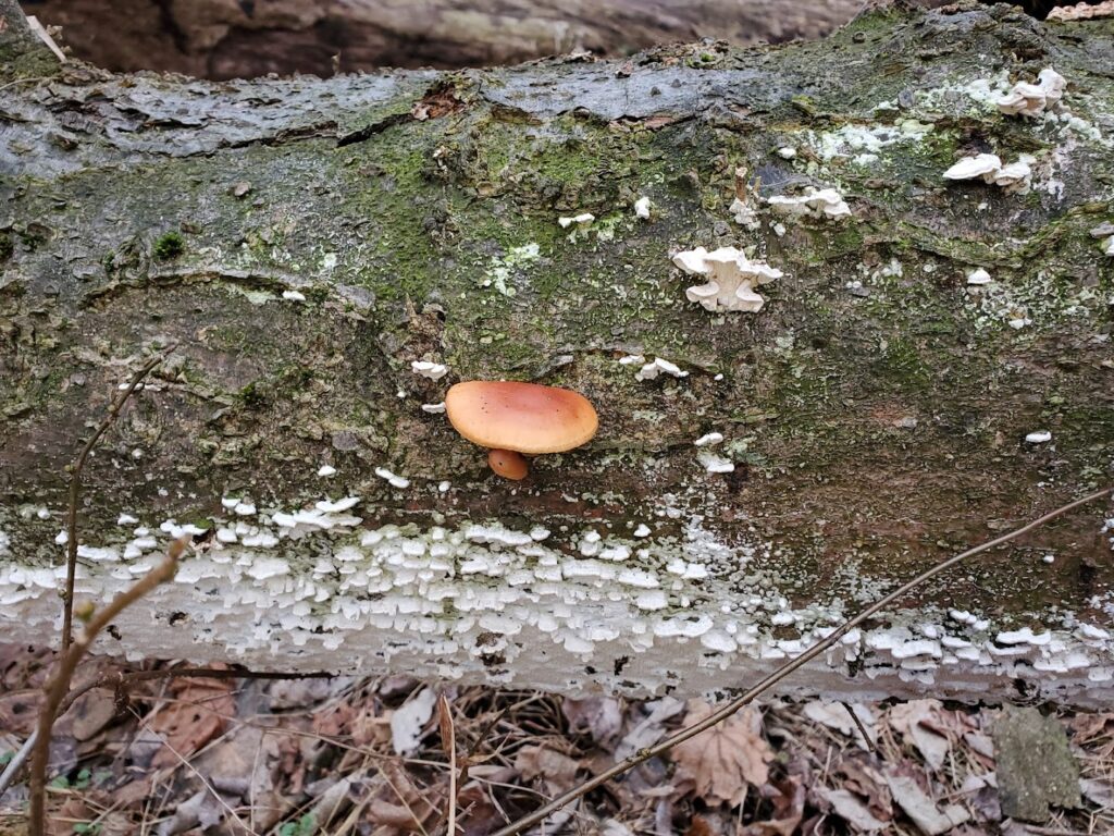 Safe Harbor Nature Preserve: Conestoga Nature Preserves