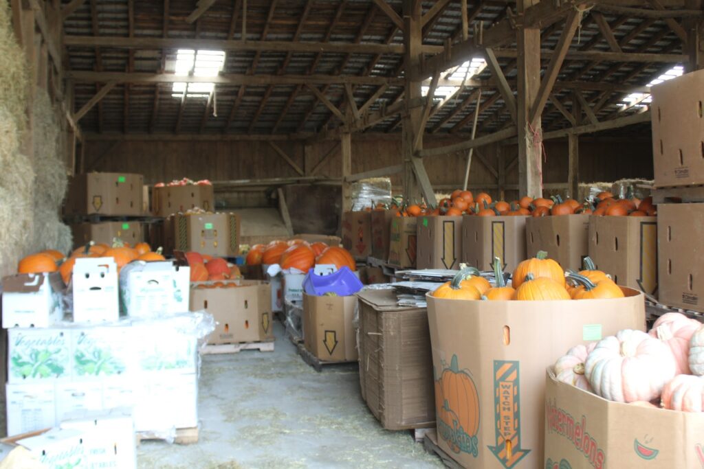 Sunrise Produce: New Holland Pumpkin Patchs