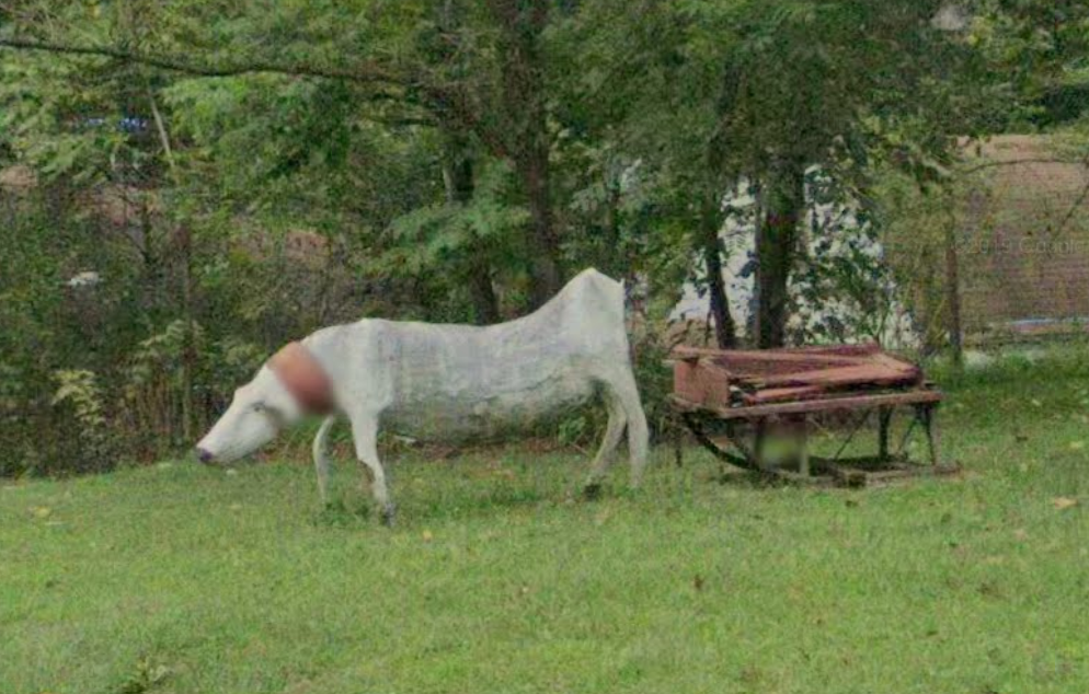 Skinny Cow: Bainbridge Tourist Attractions