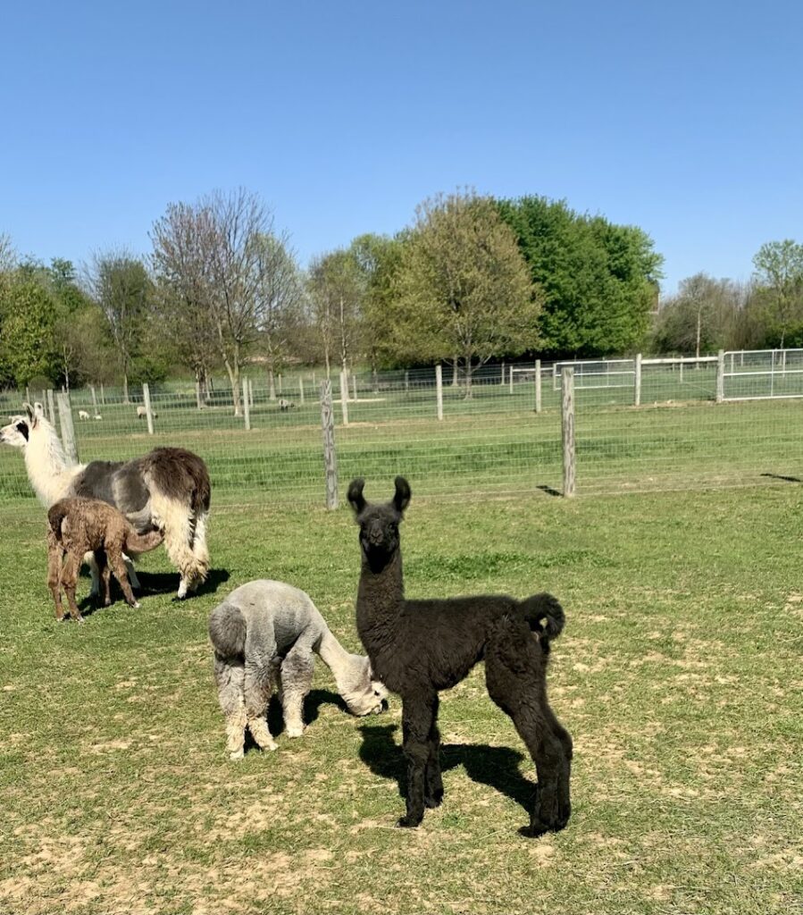 Spooky Nook Llama & Alpaca Farm LLC: Manheim Tourist Attractions