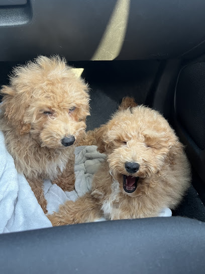 Stephen Stoltzfoos: Ephrata Dog Trainers