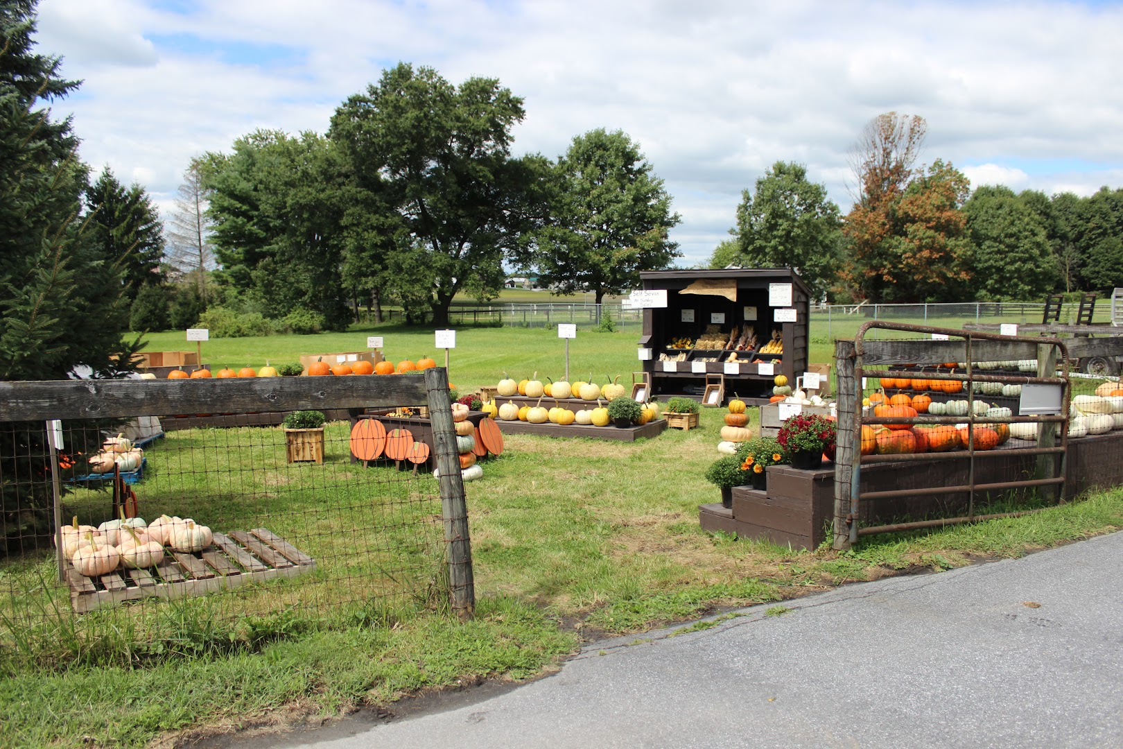 The Pumpkin Patch on 340: Bird in Hand Pumpkin Patches