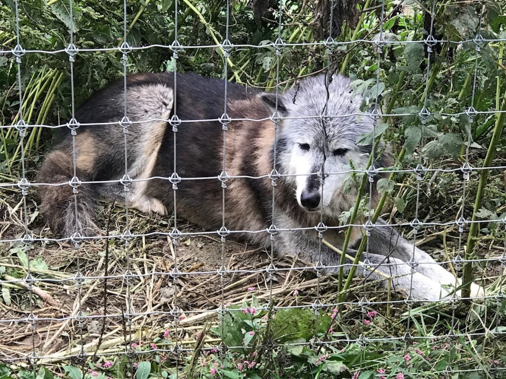 Wolf Sanctuary of PA: Lititz Wildlife Refuges